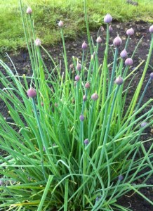 My big mass of onion chives starting to have buds.  Not pictured is my mass of garlic chives...but they don't have buds at this time.